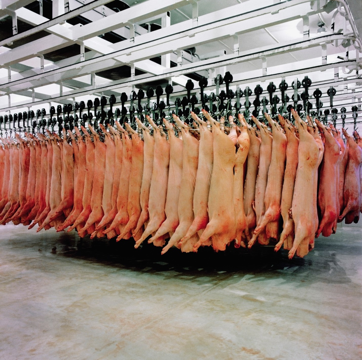 Slaughterhouse & Rendering Plant Wastewater Treatment Slaughterhouse & Rendering Plant Wastewater Treatment